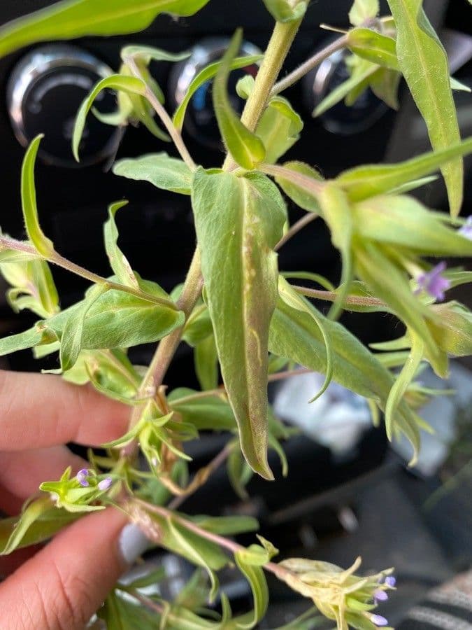 Collomia lineare 15