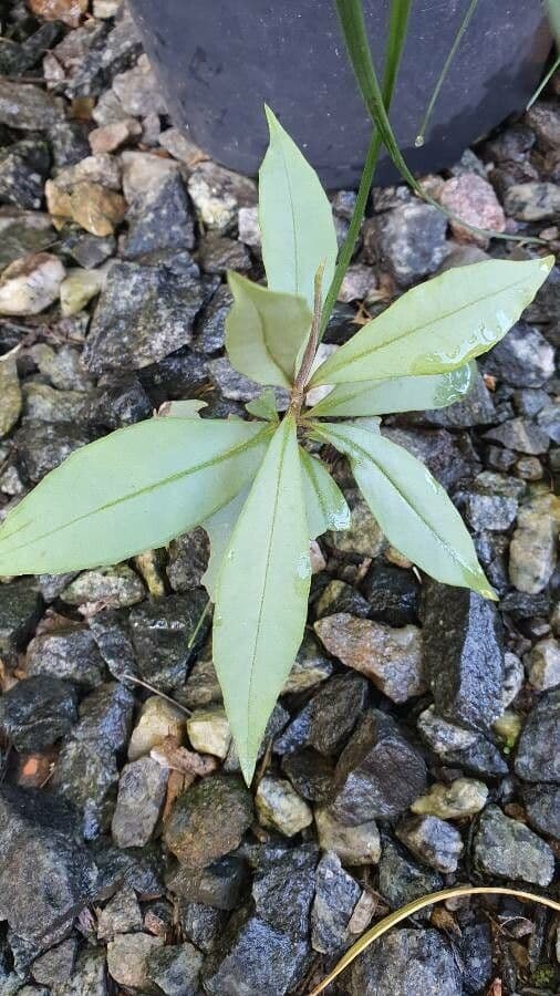 Syzygium 8
