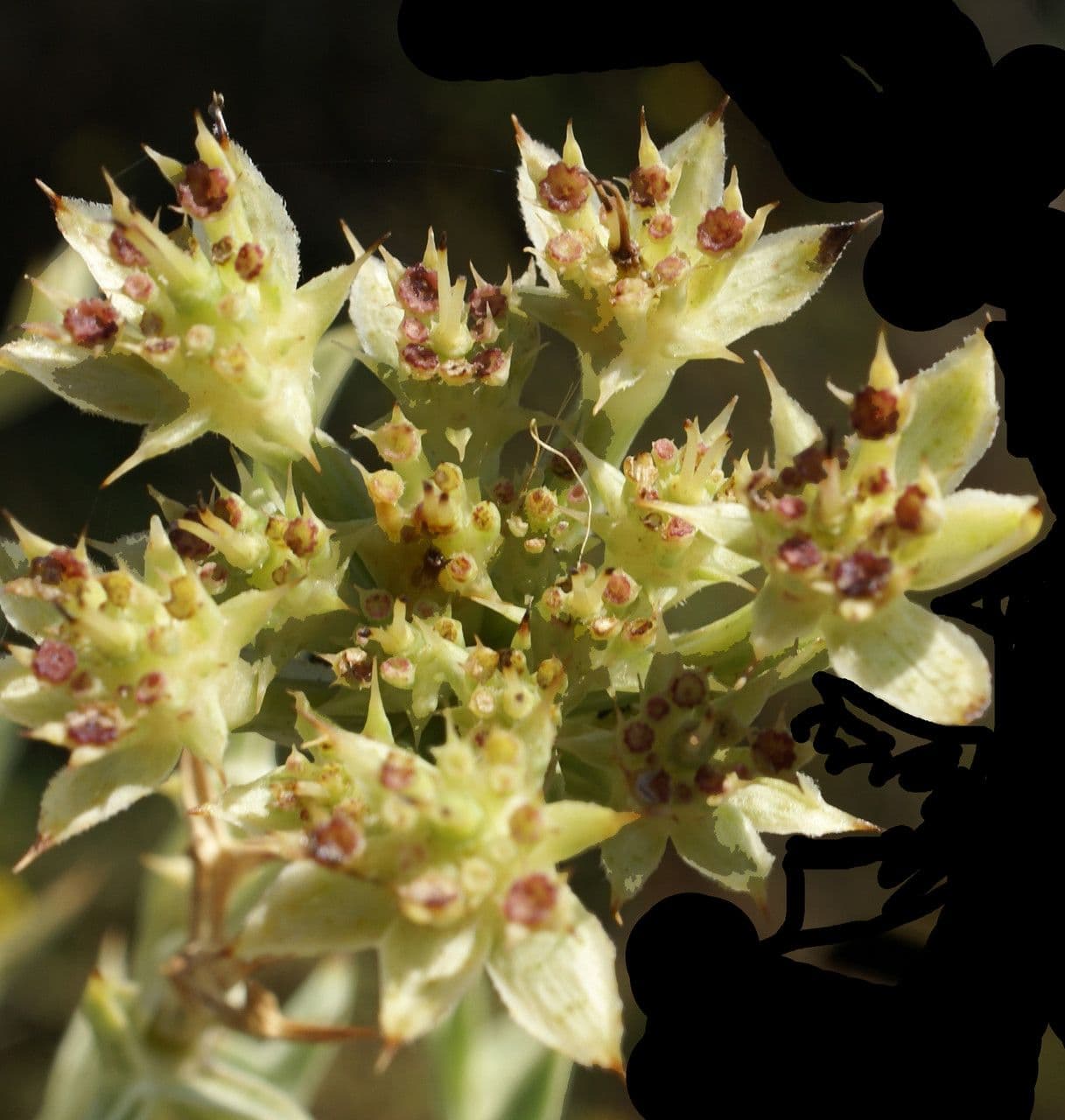 Echinophora spinosa 5
