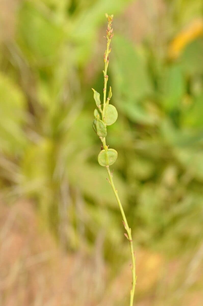 Schouwia 2