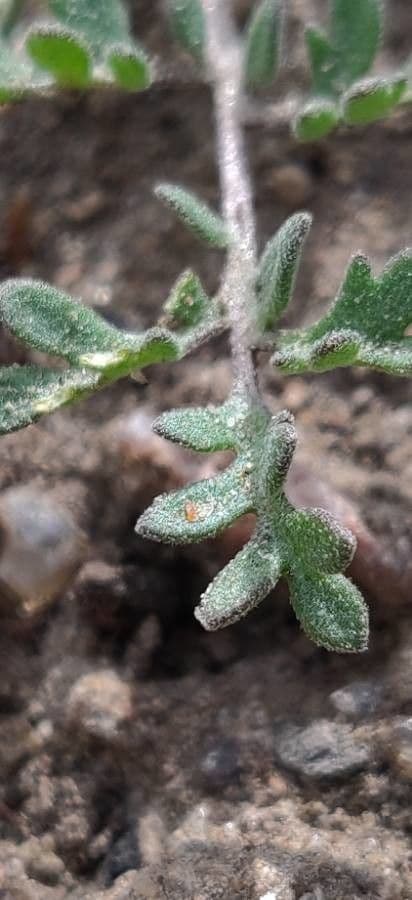 Chaenactis glabriuscula 12