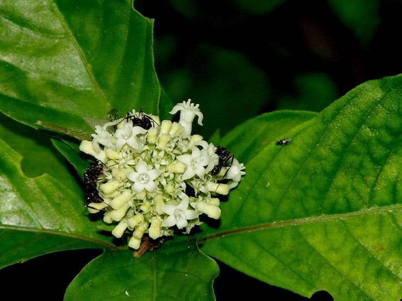 Palicourea hebeclada 2