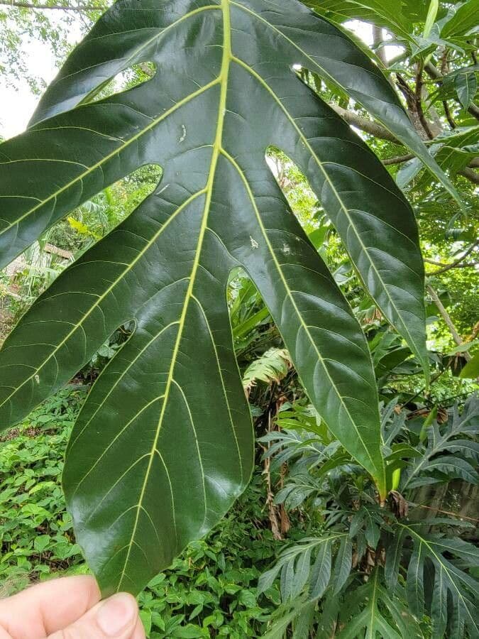 Albero del pane 20