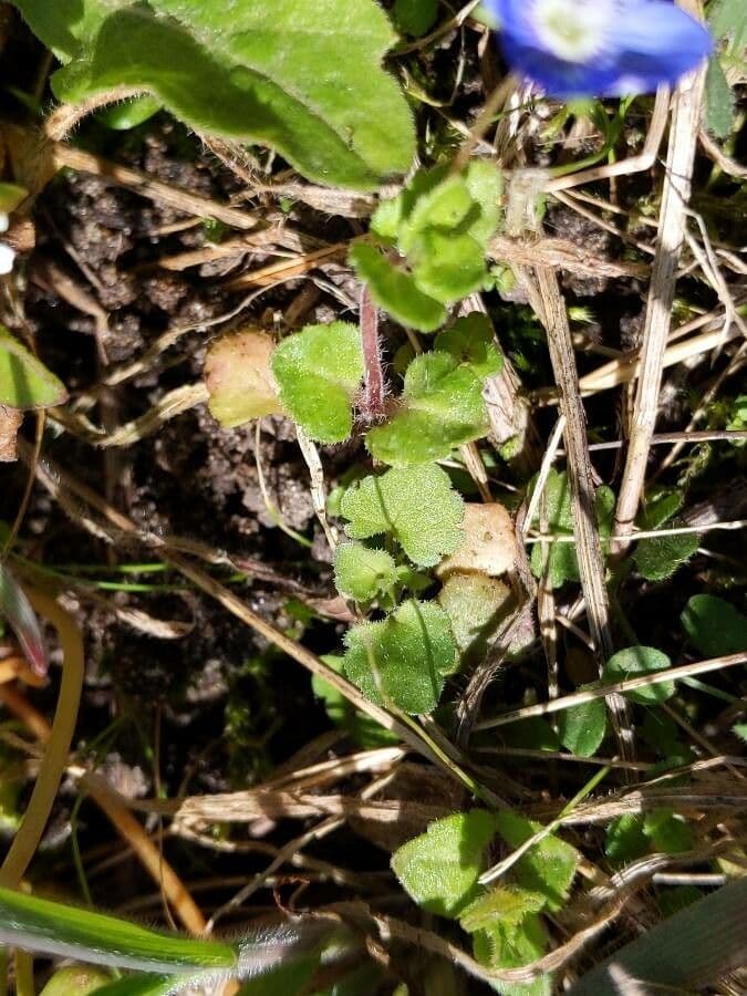 Veronica filiforme 16