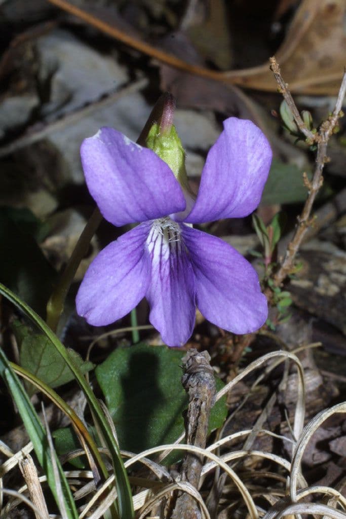Viola 2