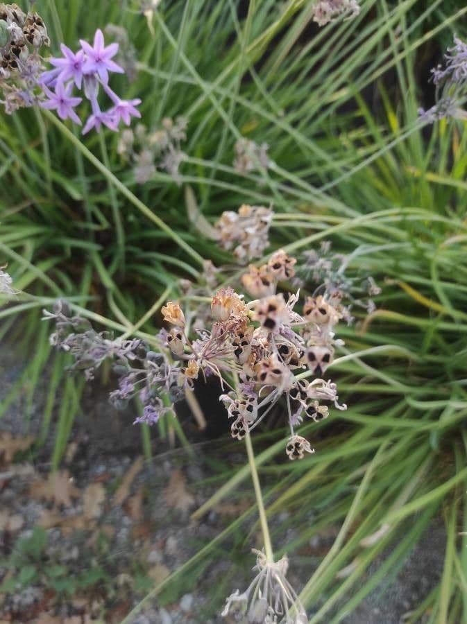 Tulbaghia