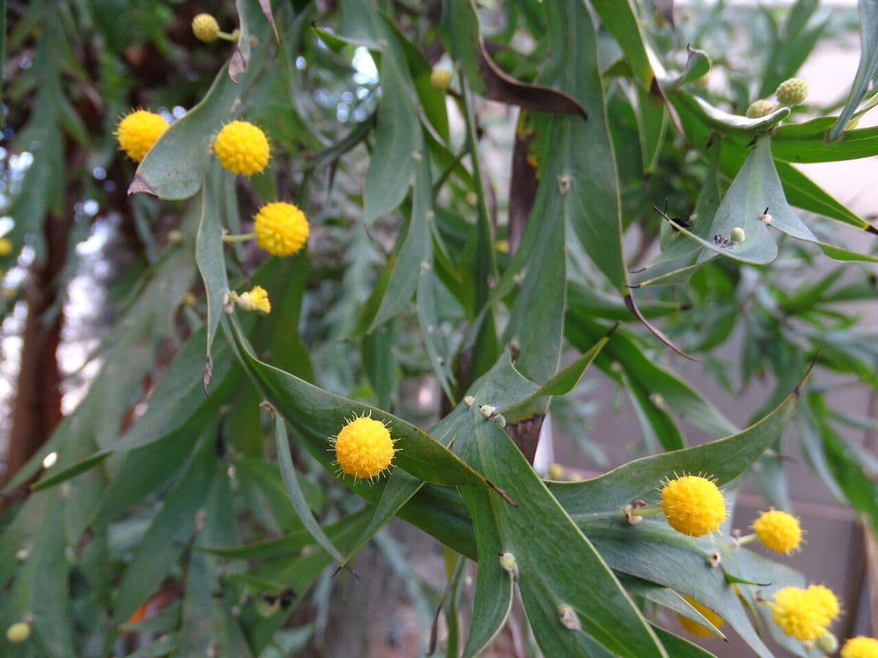 Acacia glaucoptera 4