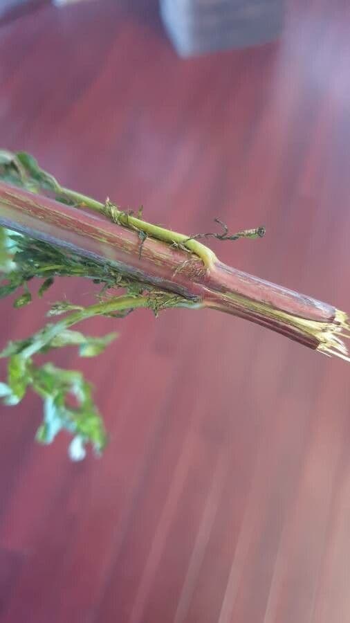 Tagetes minuta 22