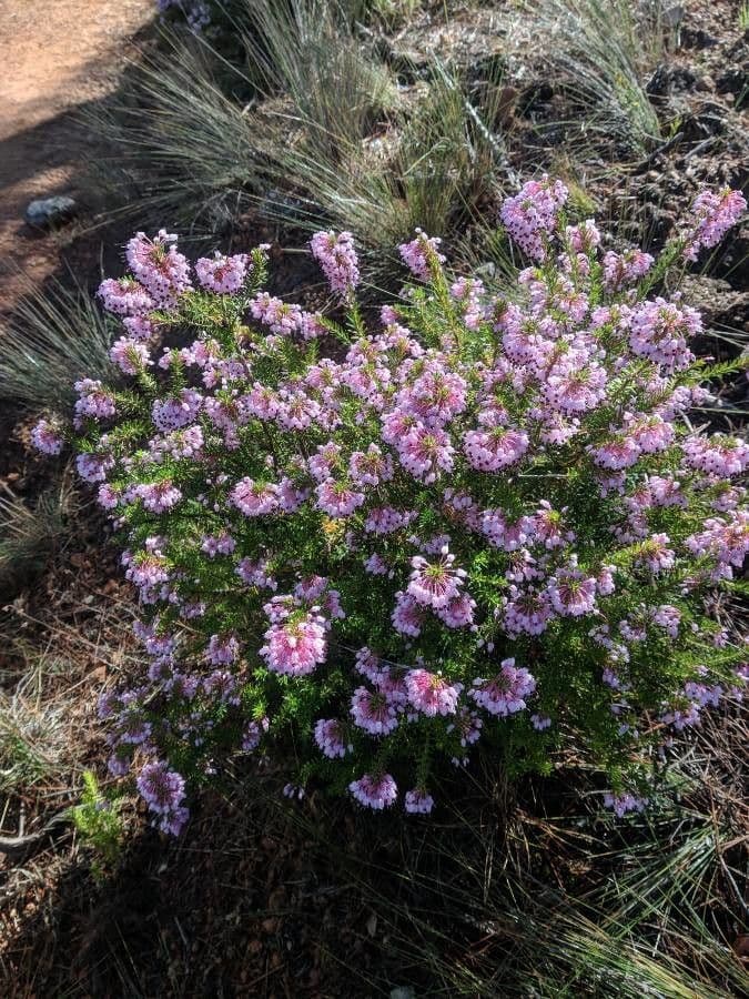Erica multiflora 14