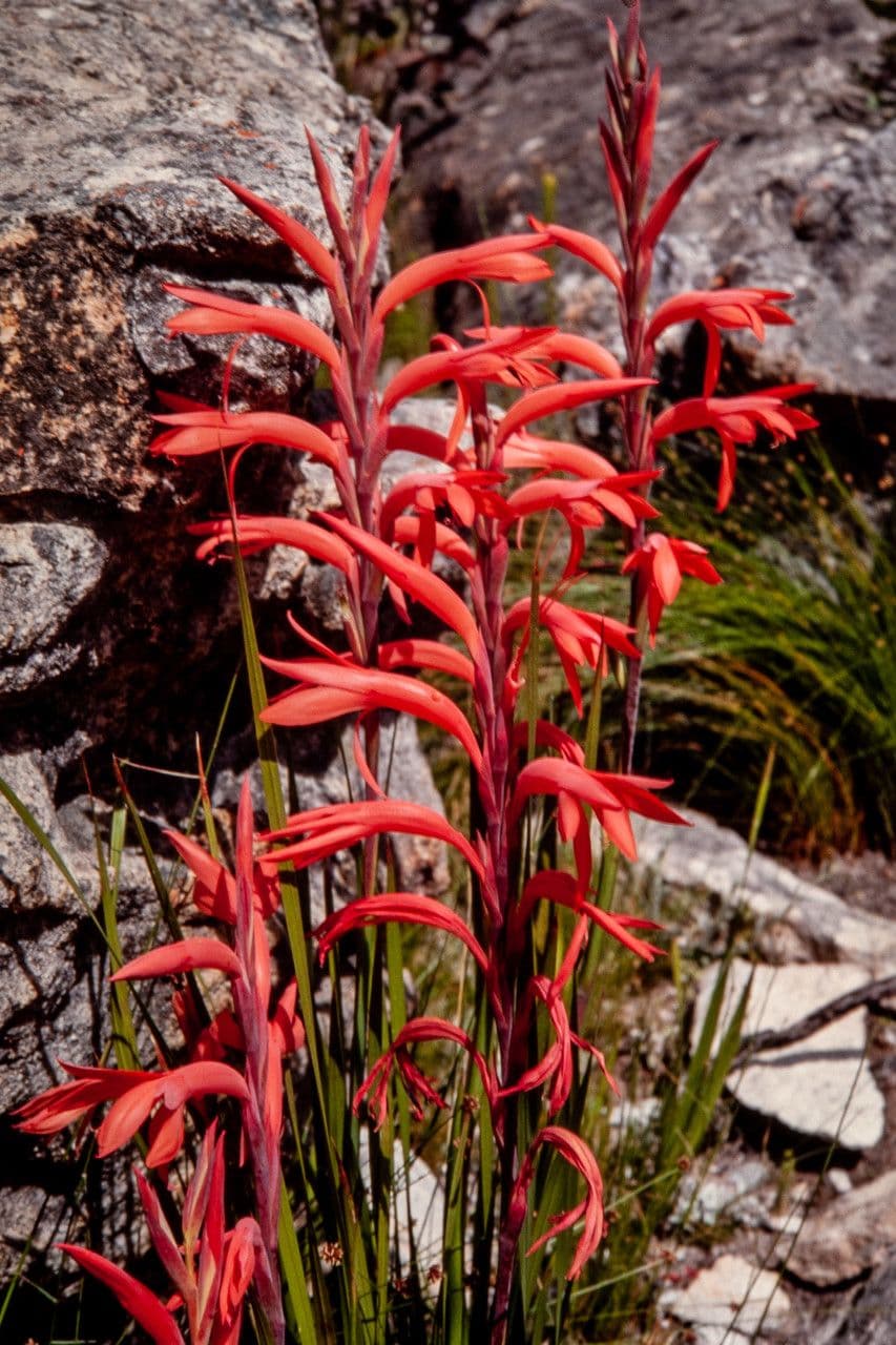 Watsonia 2