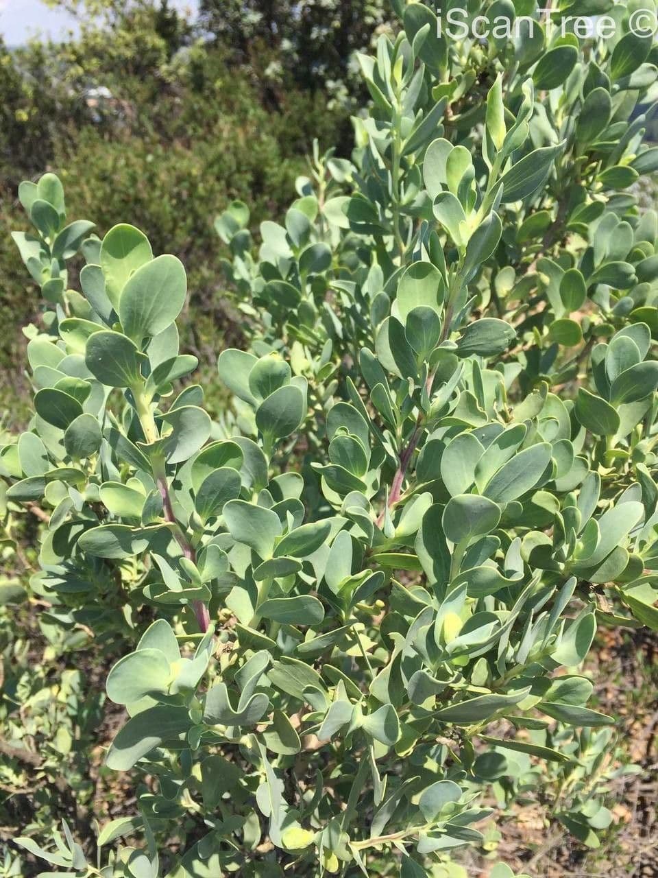 Lopholaena