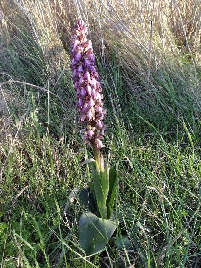 Orchis géant 13