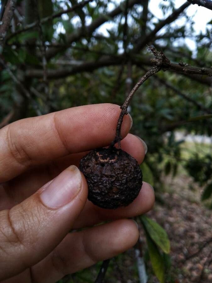 Bonellia macrocarpa 2