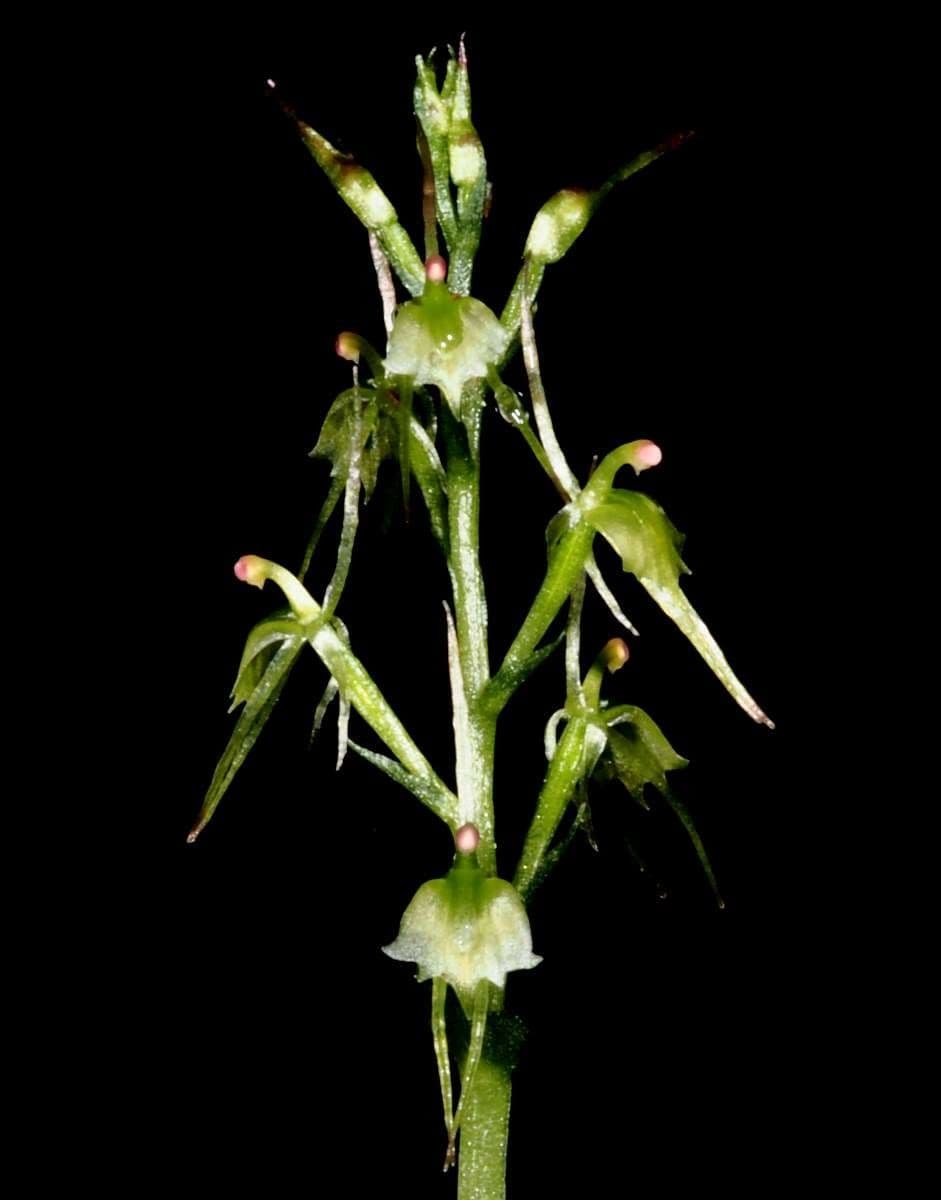 Umschlingende Mücken-Orchidee 7