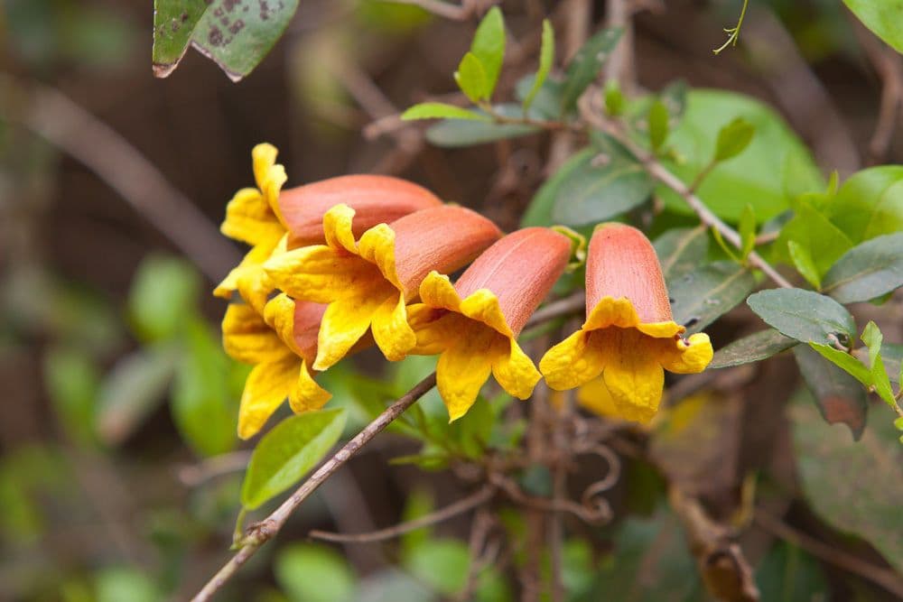 Bignonia 9