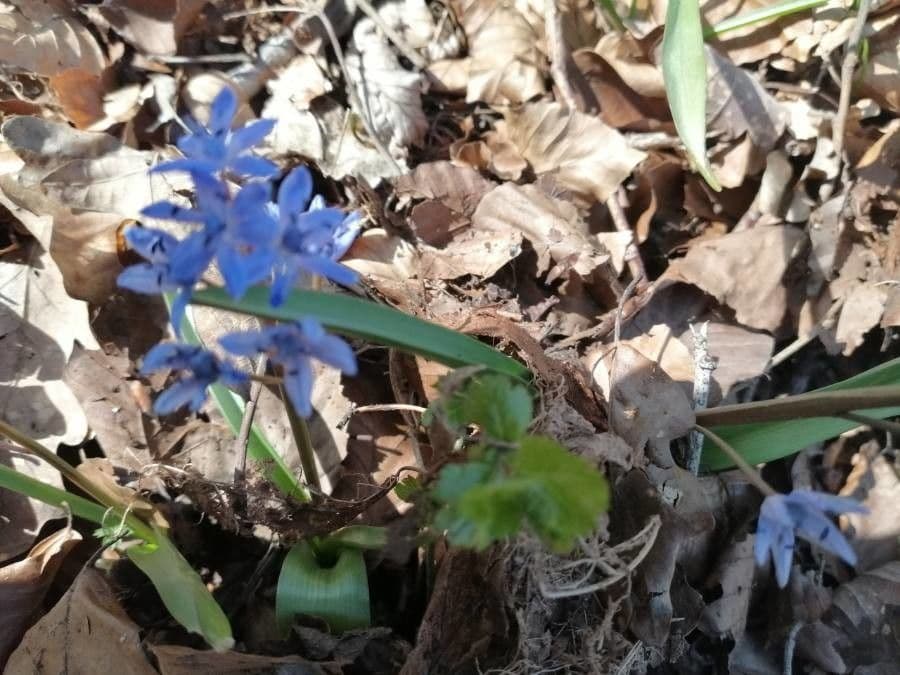 Scilla silvestre 12