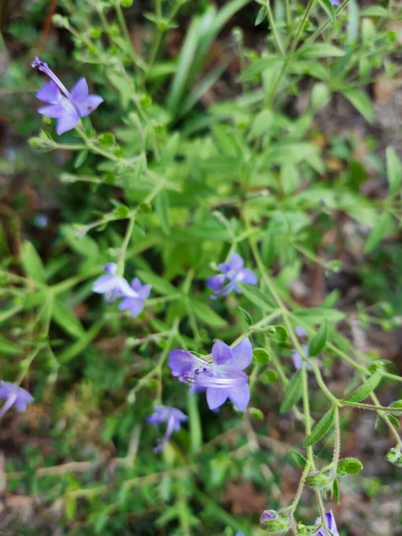 Trichostema Dichotomum 3