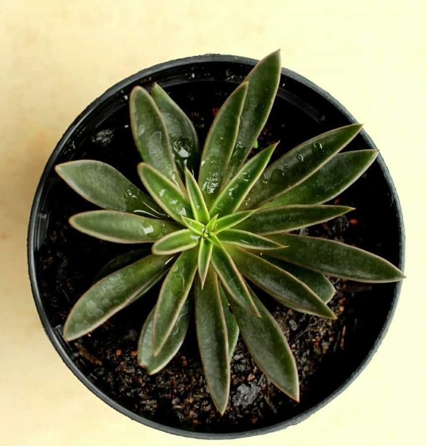 Echeveria 6