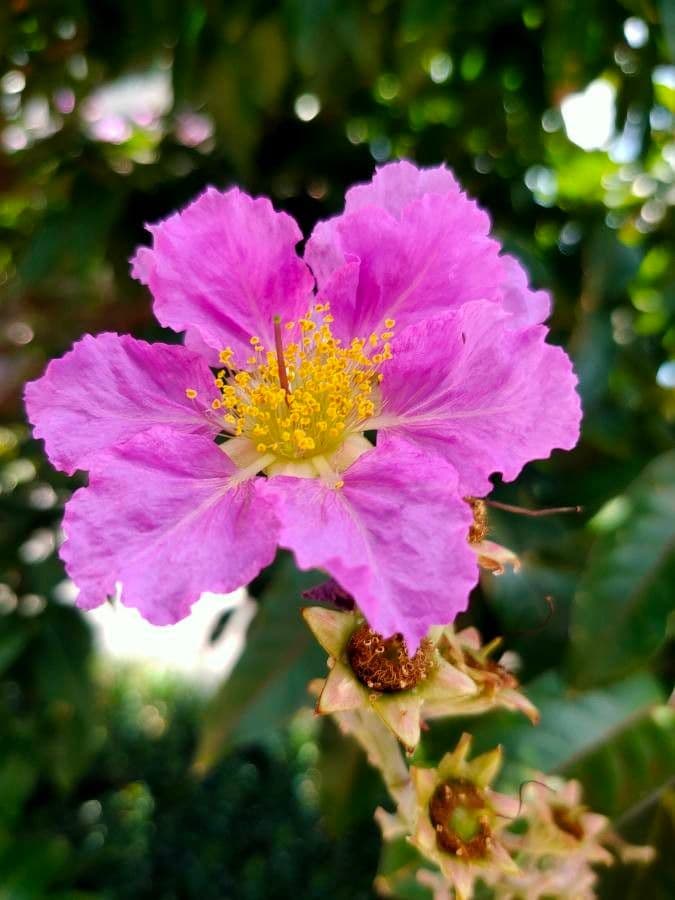 Lagerstroemia splendide 9