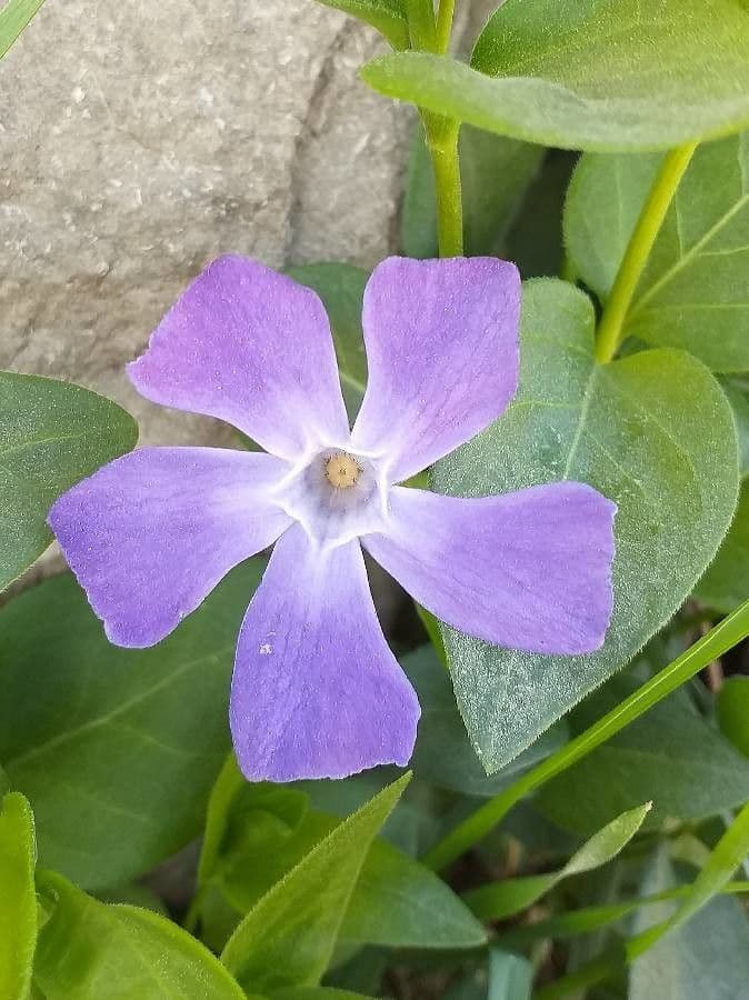 Pervinca maggiore 6