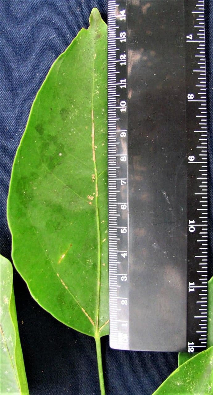 Dendropanax arboreus 27