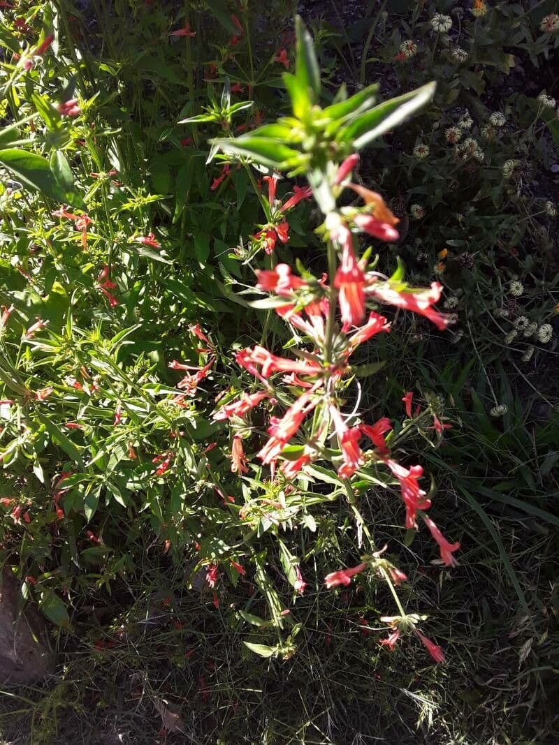 Ipomopsis 4