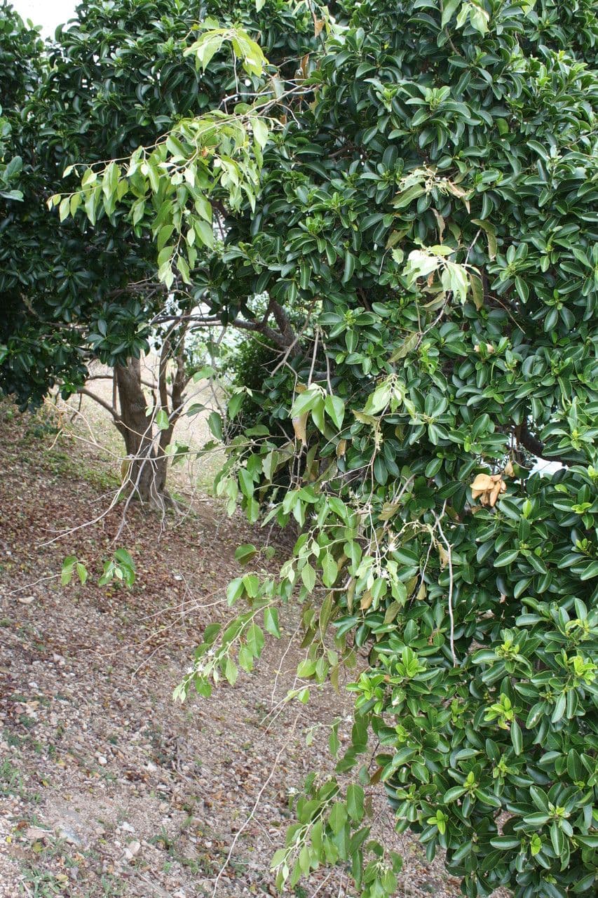 Kapari 14