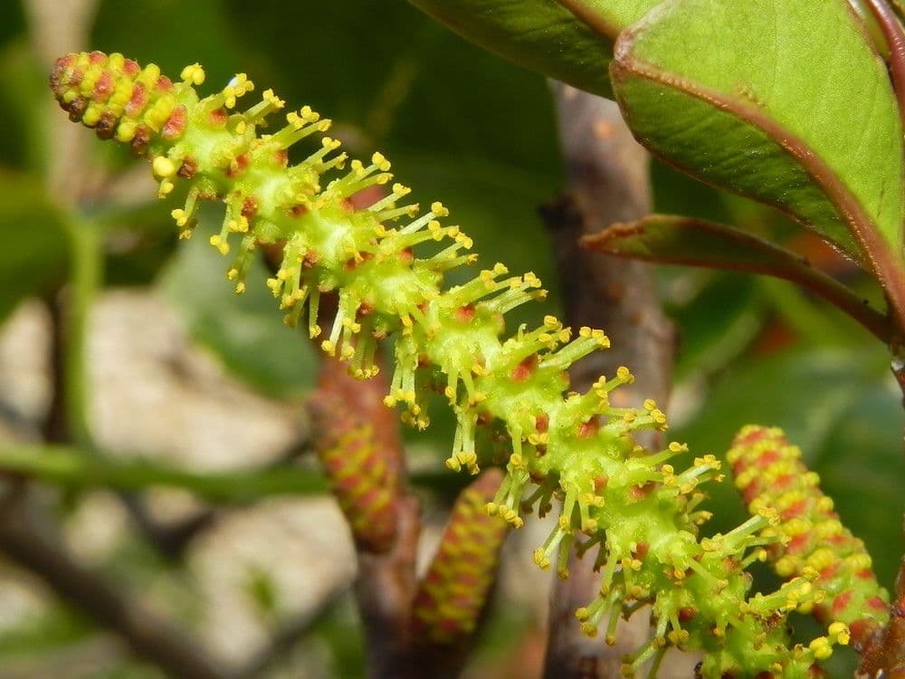 Excoecaria agallocha 8