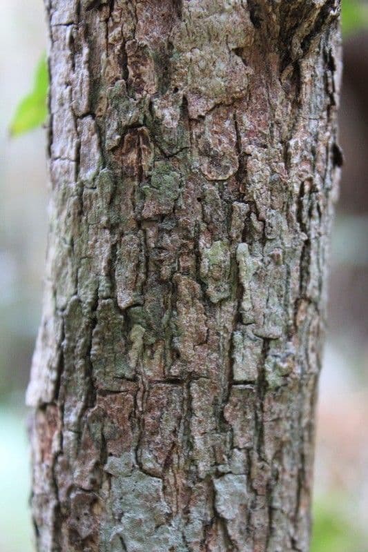 Erythroxylum 18