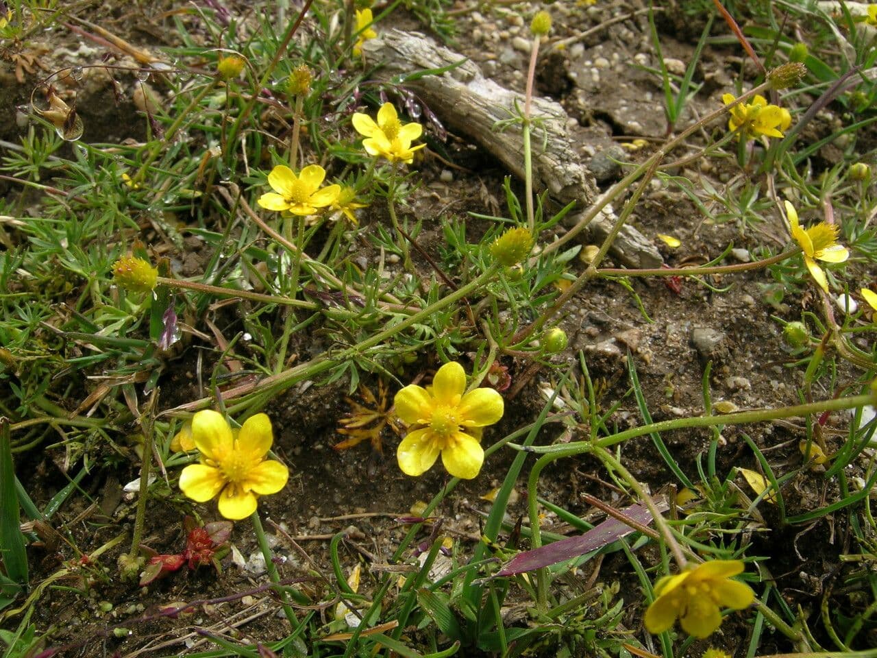 Ranuncolo 5