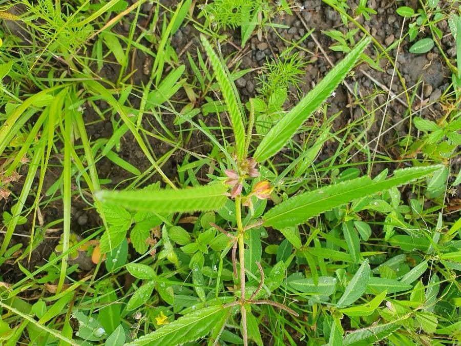 Corchorus trilocularis 21