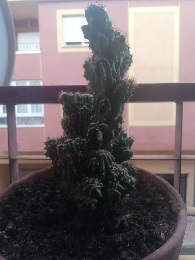 Cactus mela del Perù 25