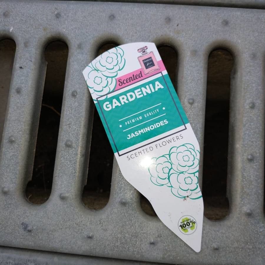 Gardenia 24