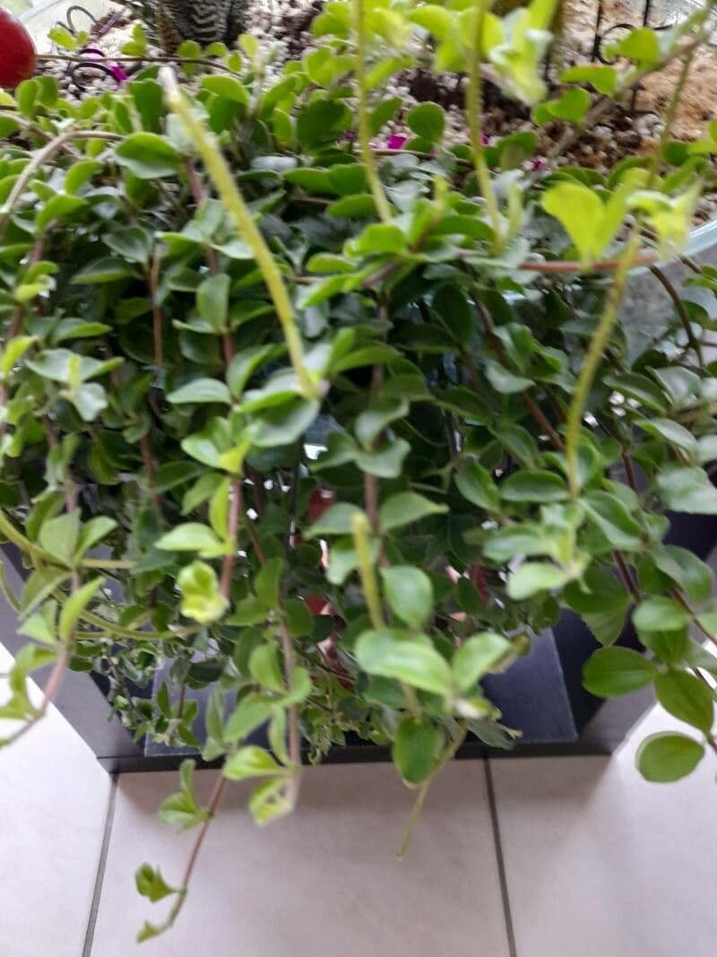 Pianta rossetto 24