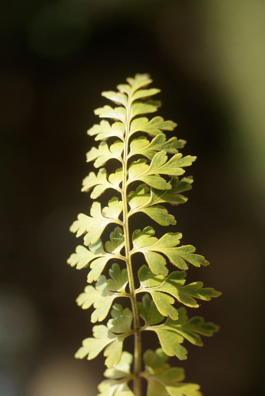 Asplenium 2