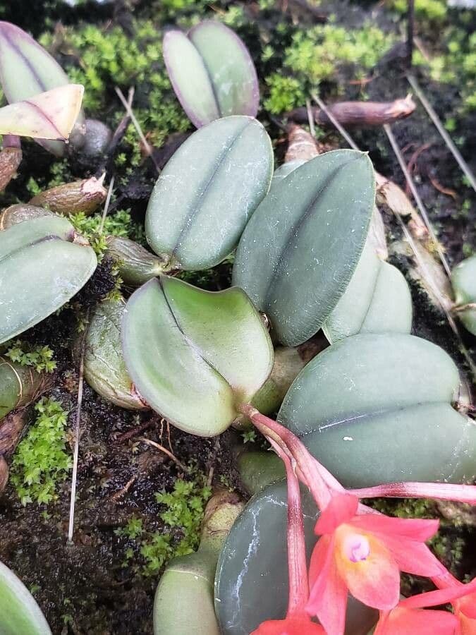 Cattleya 7