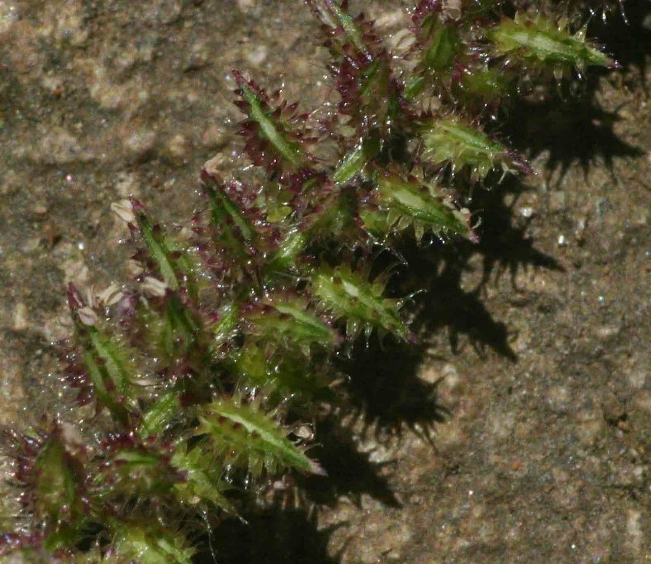 Tragus berteronianus 10