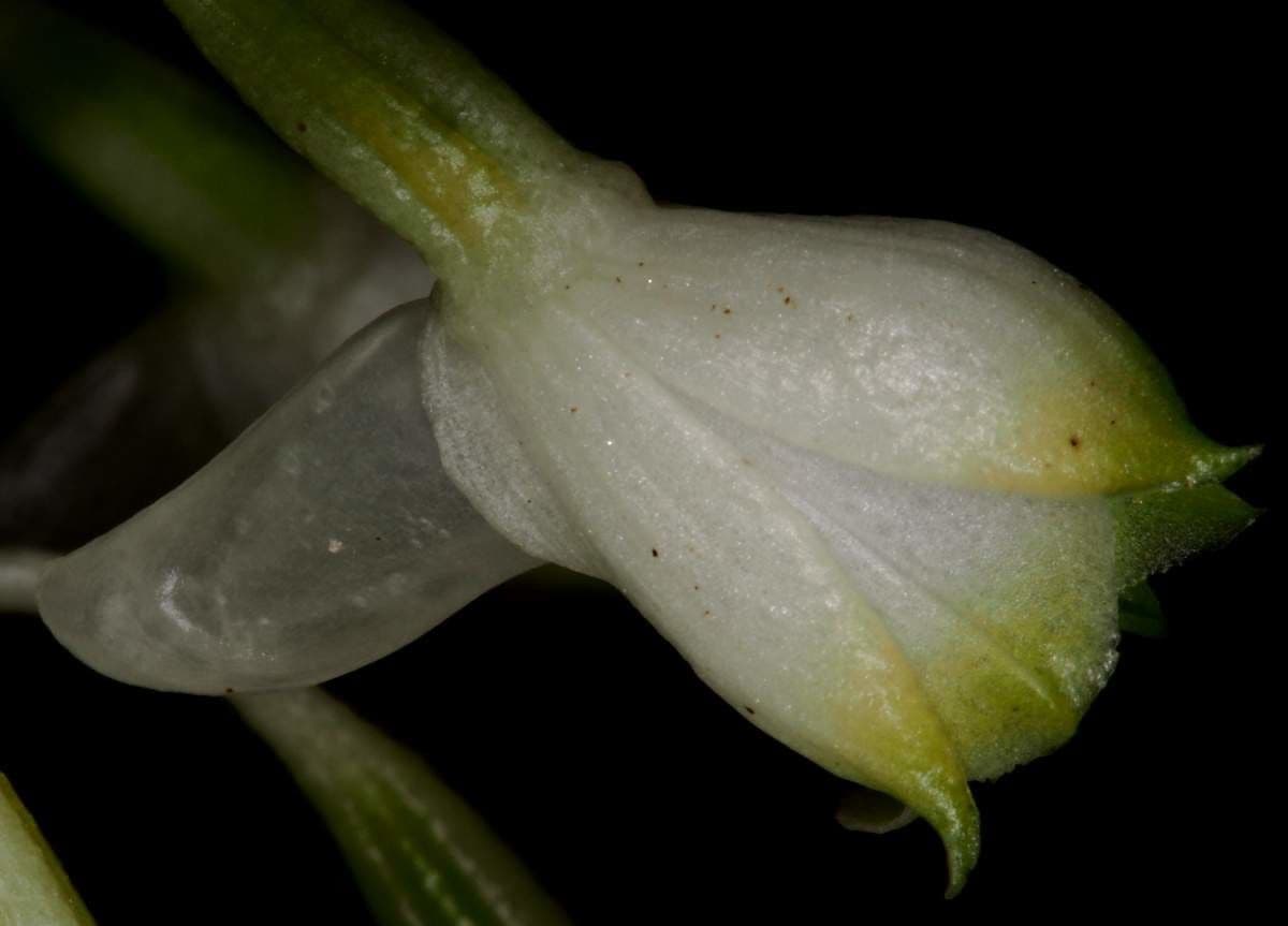 Calanthe 6