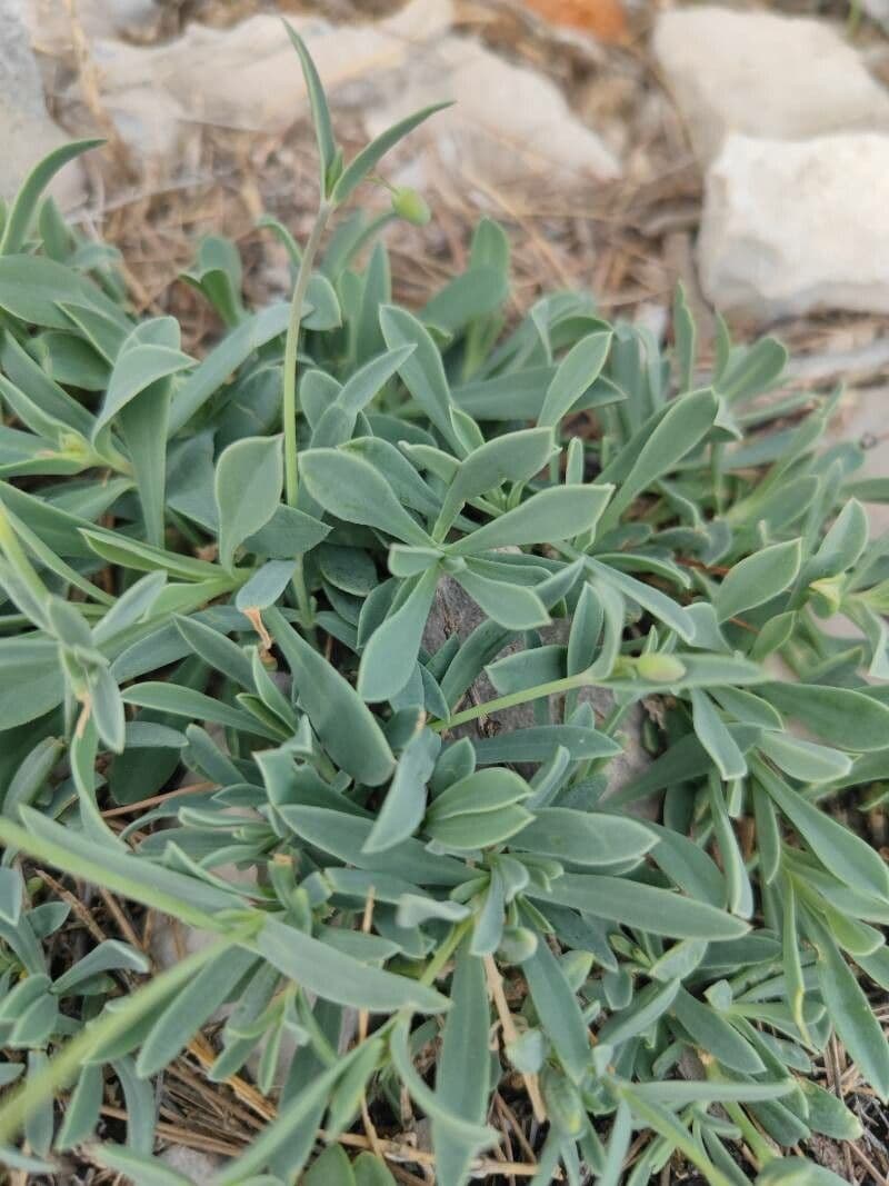 Silene a un fiore 16