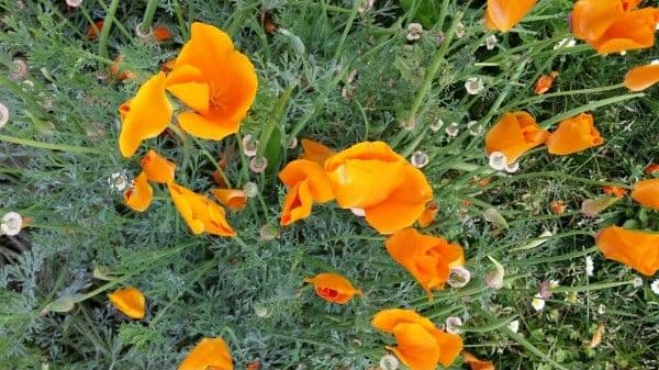 Kalifornischer Mohn 10