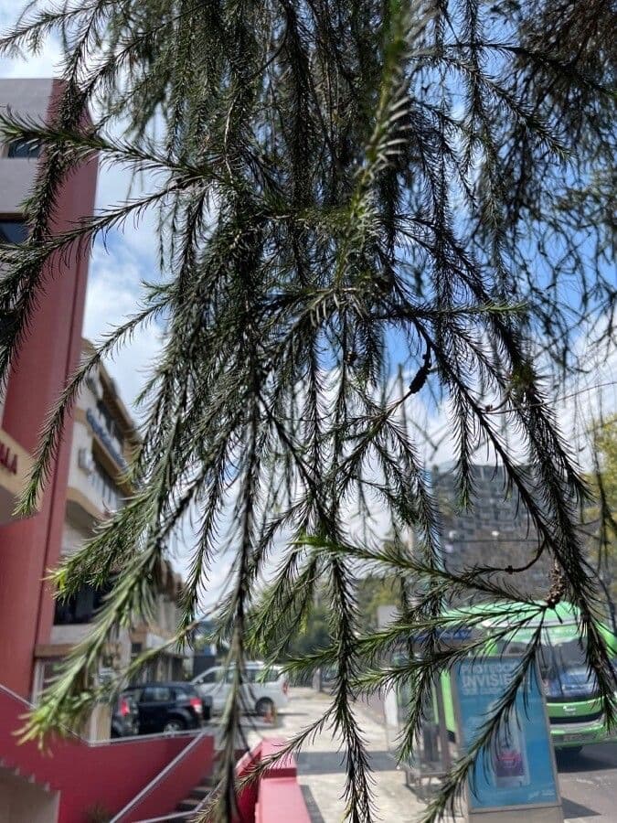 Melaleuca armillaris 16