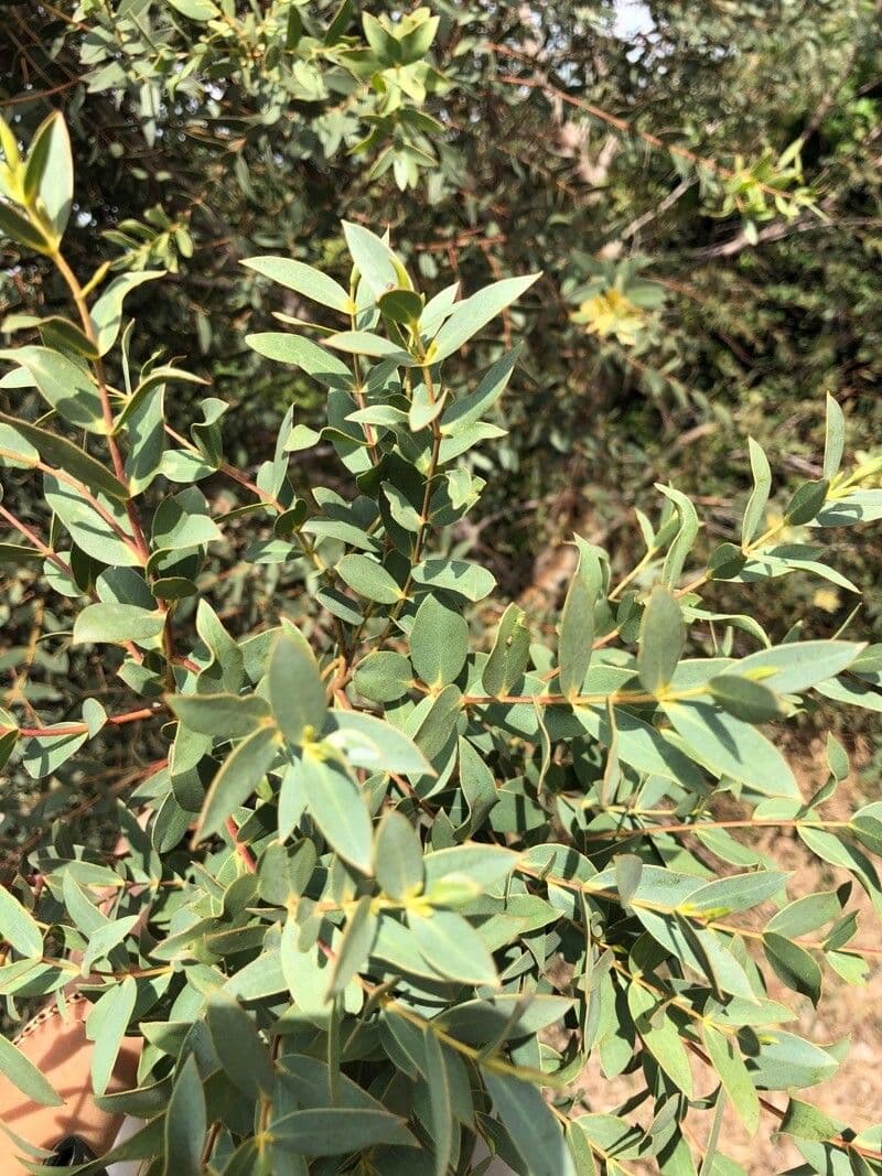Kybean-Eukalyptus 7