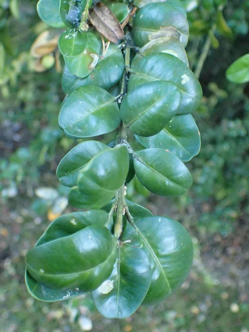 Bosso sempreverde 13