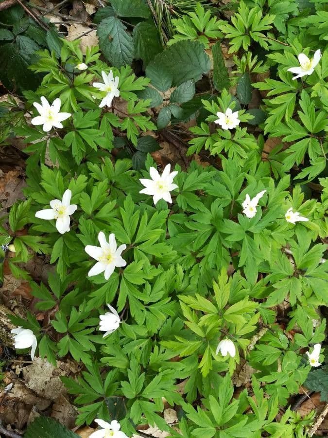 Fünfblättrige Anemone 10