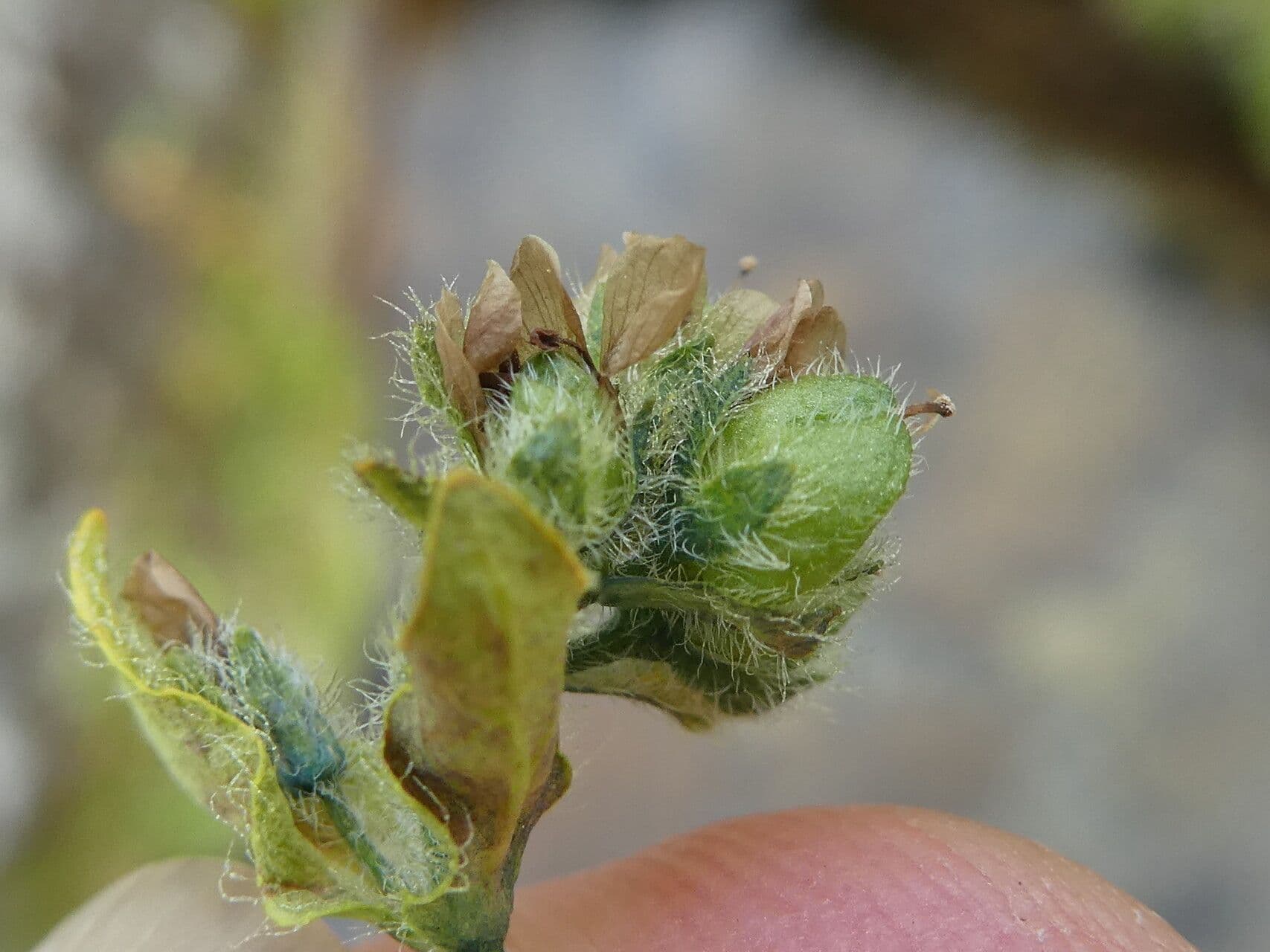 Veronica alpina 4