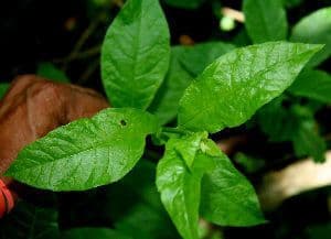 Trixis inula 14