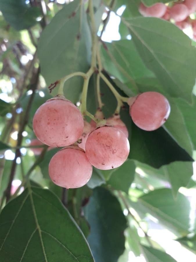 Cordia myxa 4