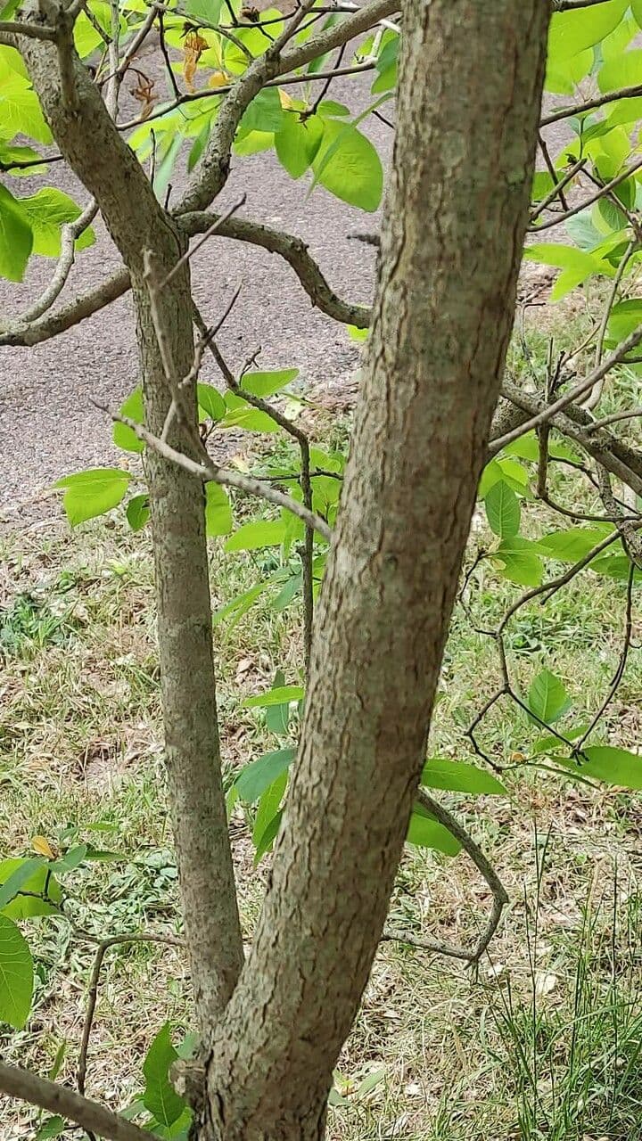 Albero dei piumini 19
