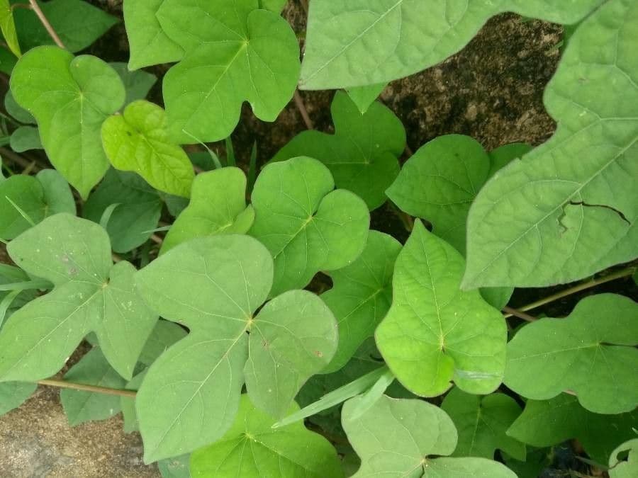 Ipomoea tmavá 3