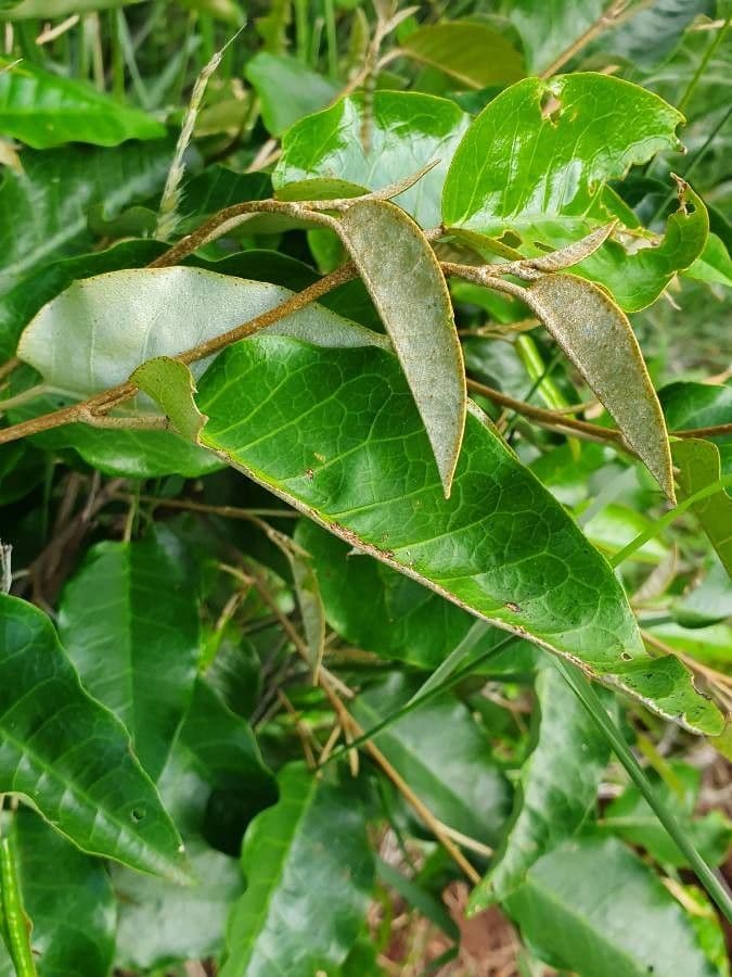 Croton dicogamo 11